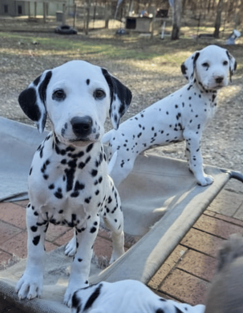 Dimadal Dalmatian Puppy
