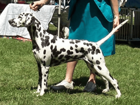 Dimadal Dalmatians