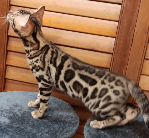 Brown Girl - AceBengals - Gold Coast, QLD
