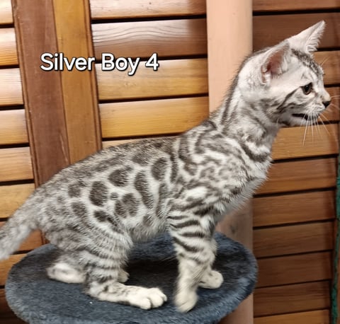 Silver kitten - AceBengals 