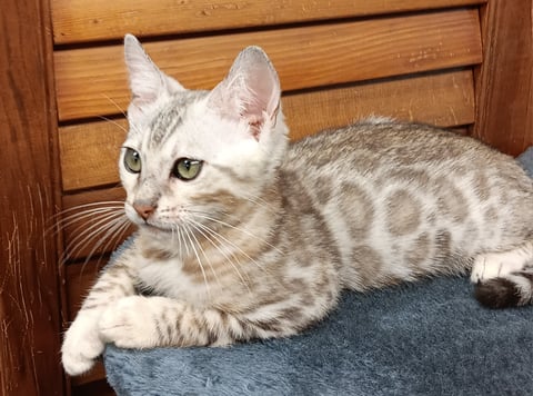 Silver Boy - AceBengals - Gold Coast, QLD