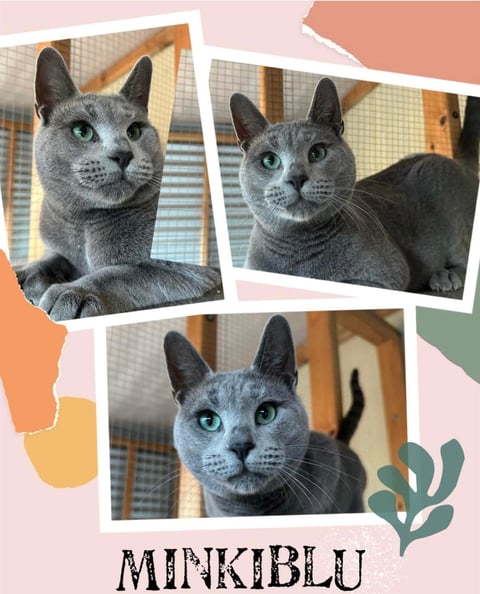 Minkiblu Cattery 