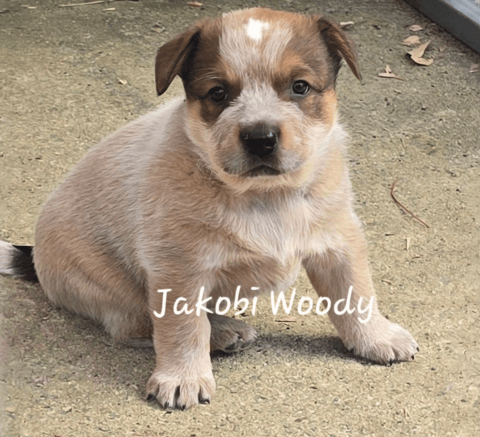 Jakobi Australian Cattle Dog Pup - Woody
