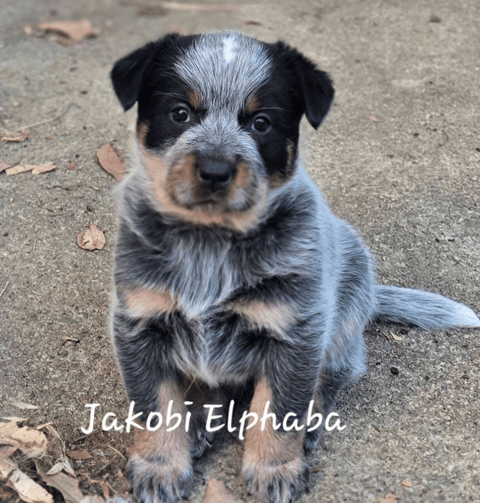 Jakobi ACD Puppy