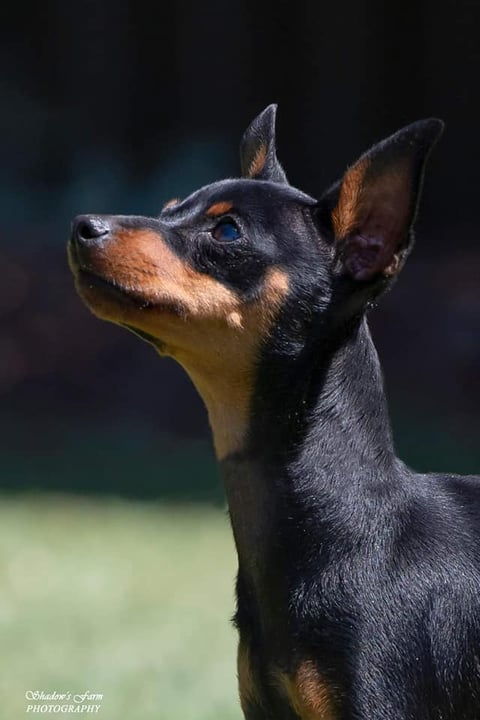 EllDees Miniature Pinschers