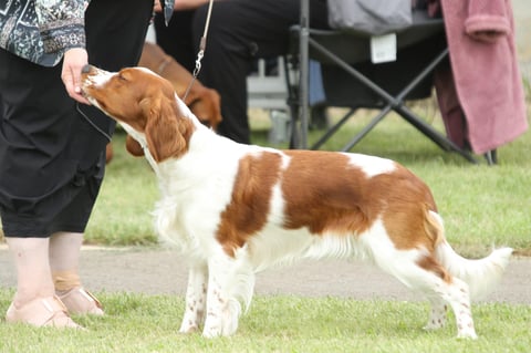 Adragondawg Welsh Springer Spaniels