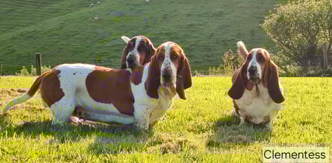 Basset Hound