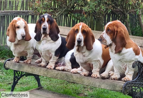 Basset Hounds