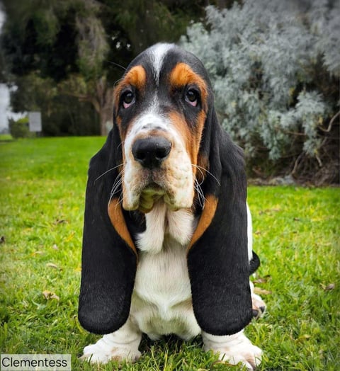 Clementess Basset Hounds