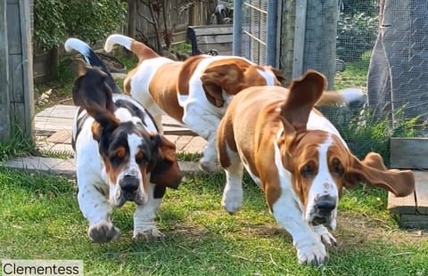 Clementess Basset Hounds