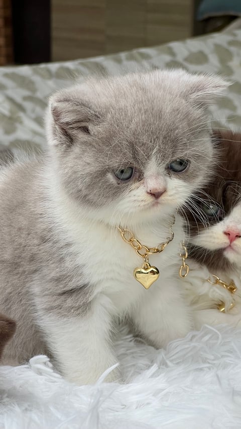 British shorthair 