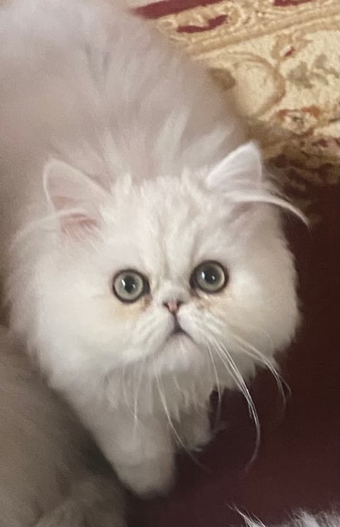 Chinchilla male kitten 