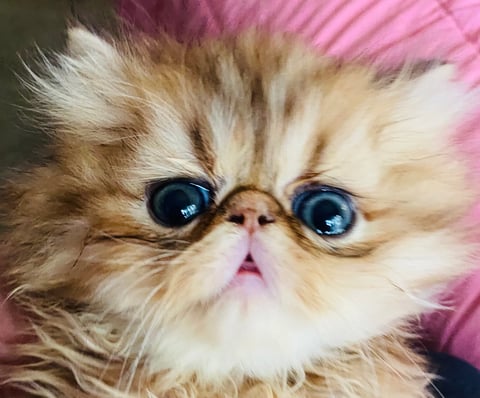 Golden Persian boy 