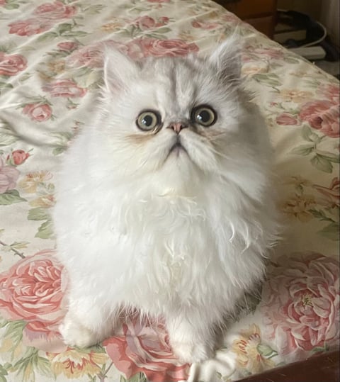 Chinchilla male kitten 