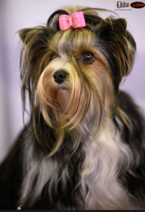 Mikath Biewer Terriers
