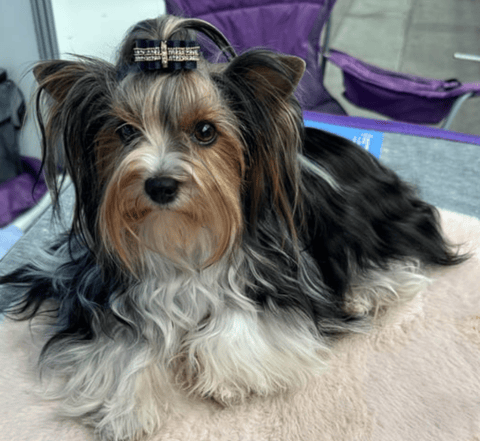 Mikath Biewer Terriers
