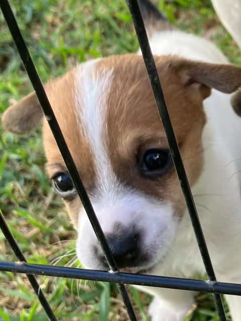 Kelly - Starsrus Tenterfield Terrier Puppy