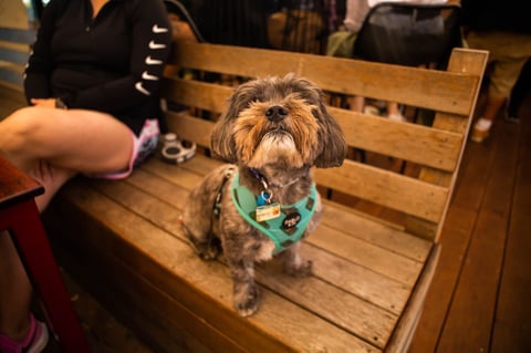 Republica St Kilda - Pet Friendly Cafe & Pub