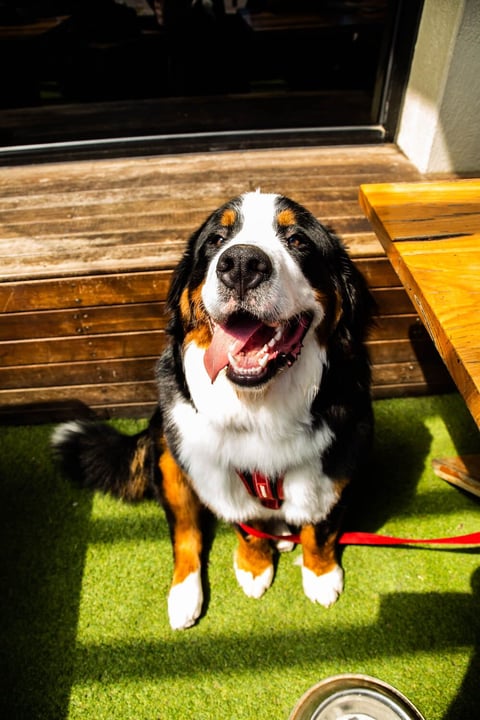 St Kilda Pet Friendly Cafe & Pub