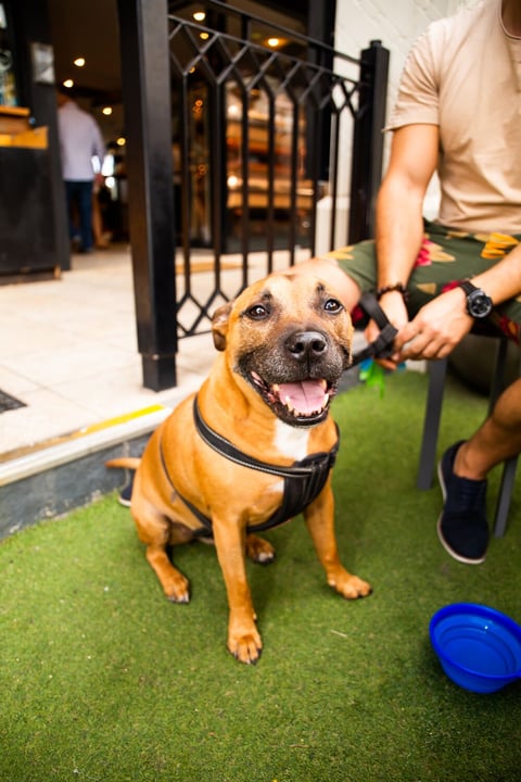 Republica St Kilda - Pet Friendly Cafe & Pub