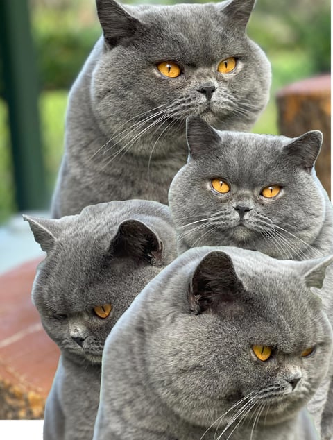 Aussiblue British Shorthairs