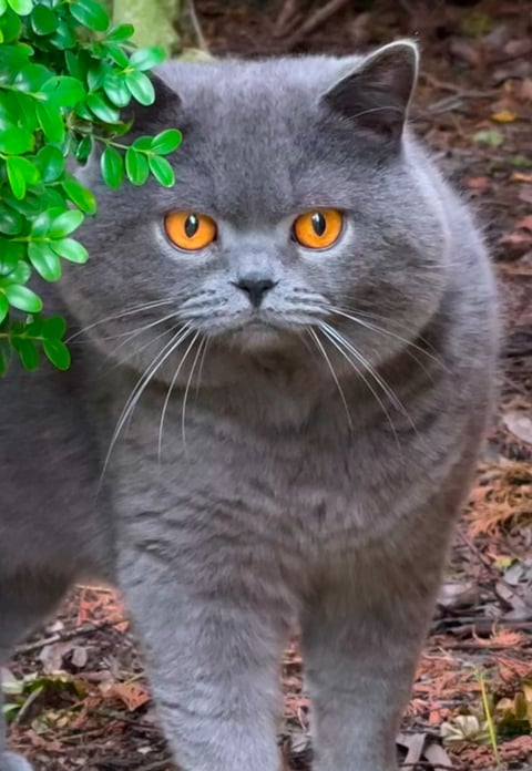 Aussiblue British Shorthairs