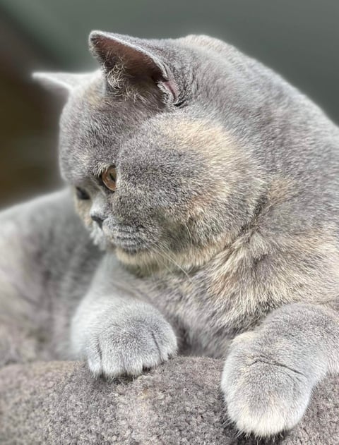 Bibi - Aussiblue British Shorthairs