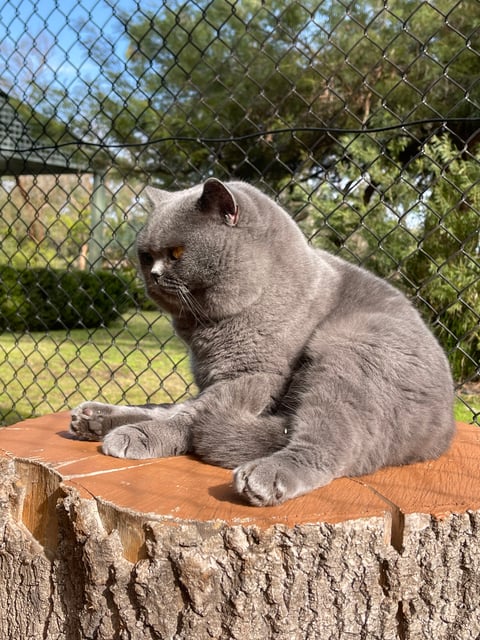Aussiblue British Shorthair Cats