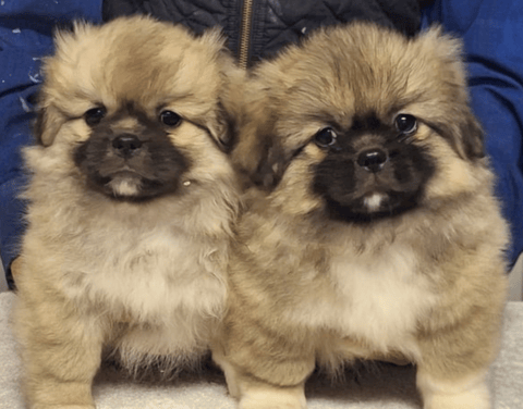Shadowvale Tibetan Spaniel Puppies