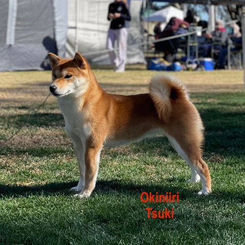 Tsuki