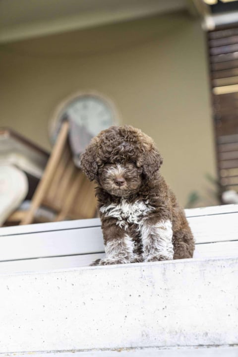 LaSorgente Lagotto Puppy