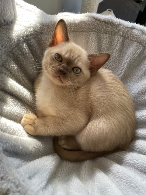 Chocolate Boy