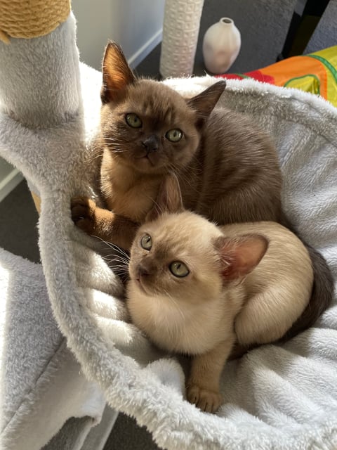 Chocolate Boy & Brown Girl