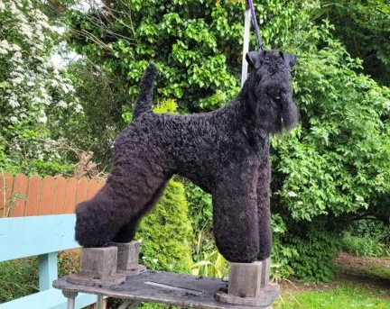 Sire: UK Champion Irisblu High Expectations