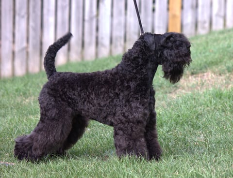 Dam: Aust Champion Tasshot Dancing With Charli