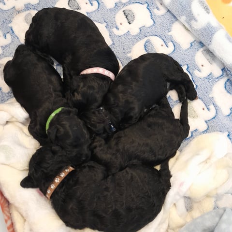 Litter born 24 May 2025, 4 boys and 1 girl