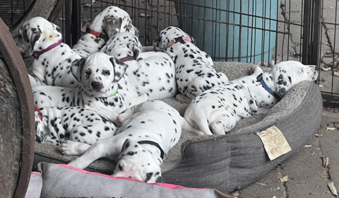 SpotzNpoints Dalmatians