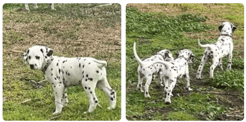 SpotzNpoints Dalmatian Puppies