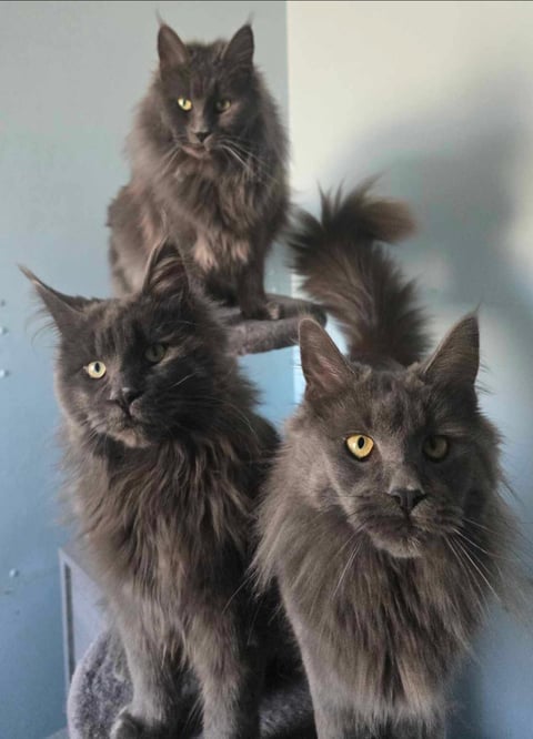 Young Maine Coons