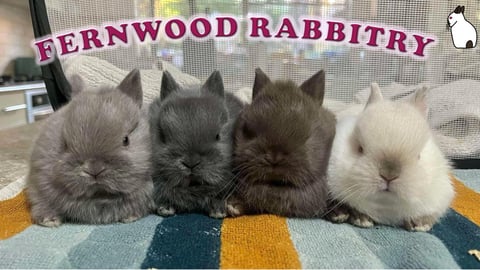 Fernwood Rabbitry cover image