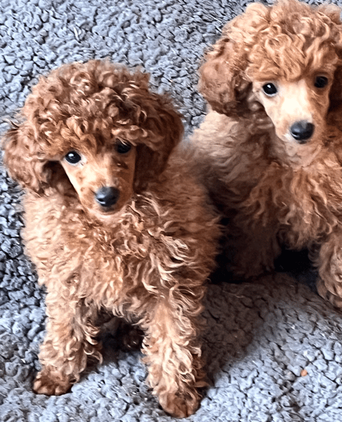 Rubicundale Toy Poodles - Melbourne