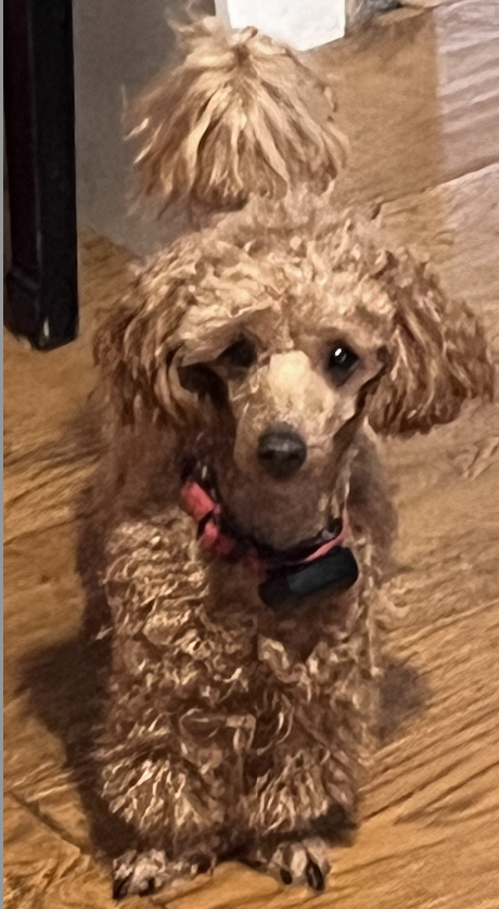 Rubicundale Toy Poodles