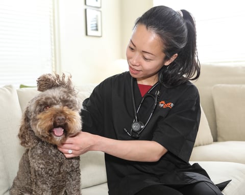 Pawssum vets in action