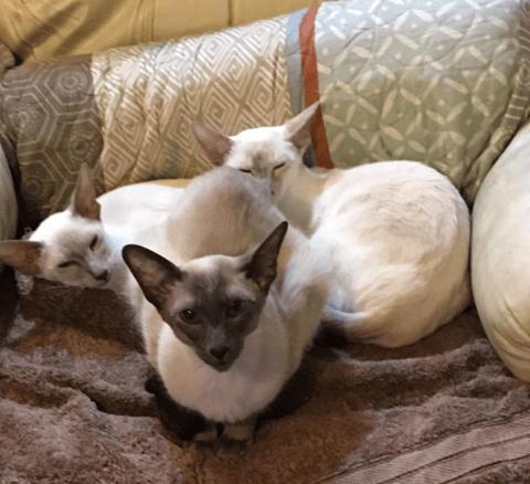 Katrajulis Siamese and Oriental Cats - Perth, WA