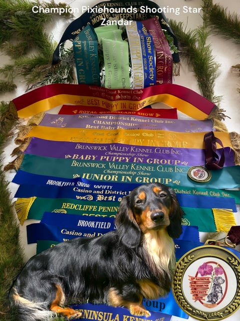 Zandar Aust Champion 