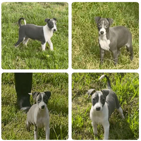LAEXOTICA Italian Greyhound Puppies