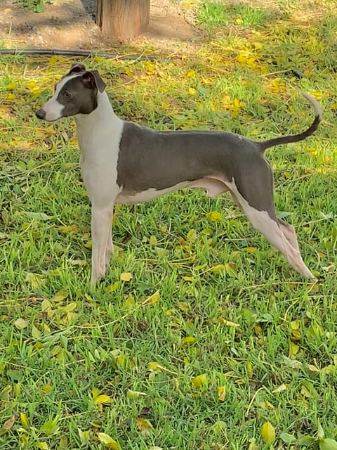 profile
