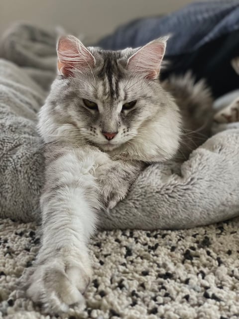 Stormy (Our first Queen)