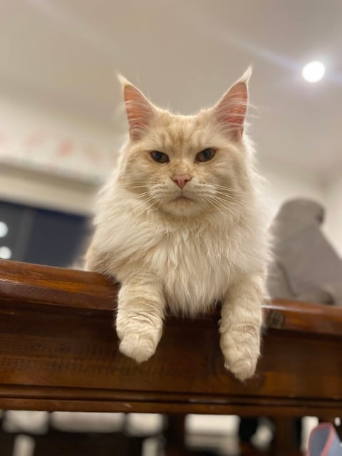 Ghost Fox (Currently at 1.5 years old)