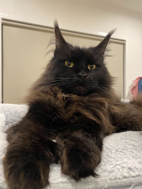 Salem (Our Second Queen at 1.5 years old)